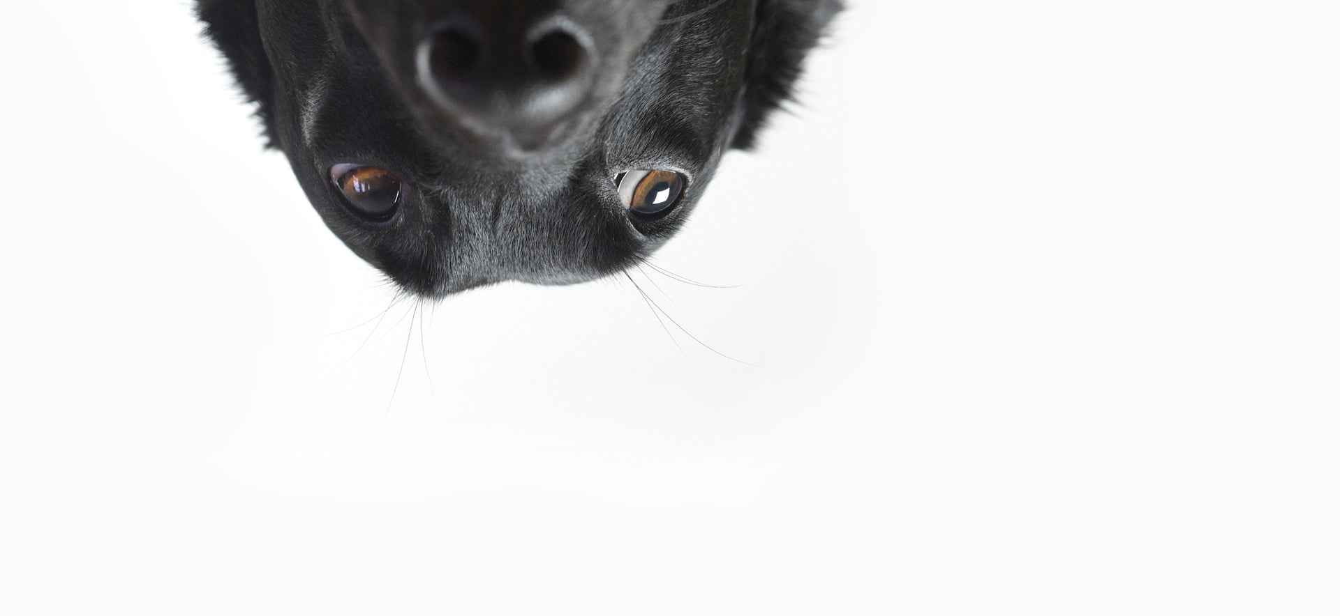 Knick Knack Paddywhack Dog Store Free Toronto Delivery Order Online